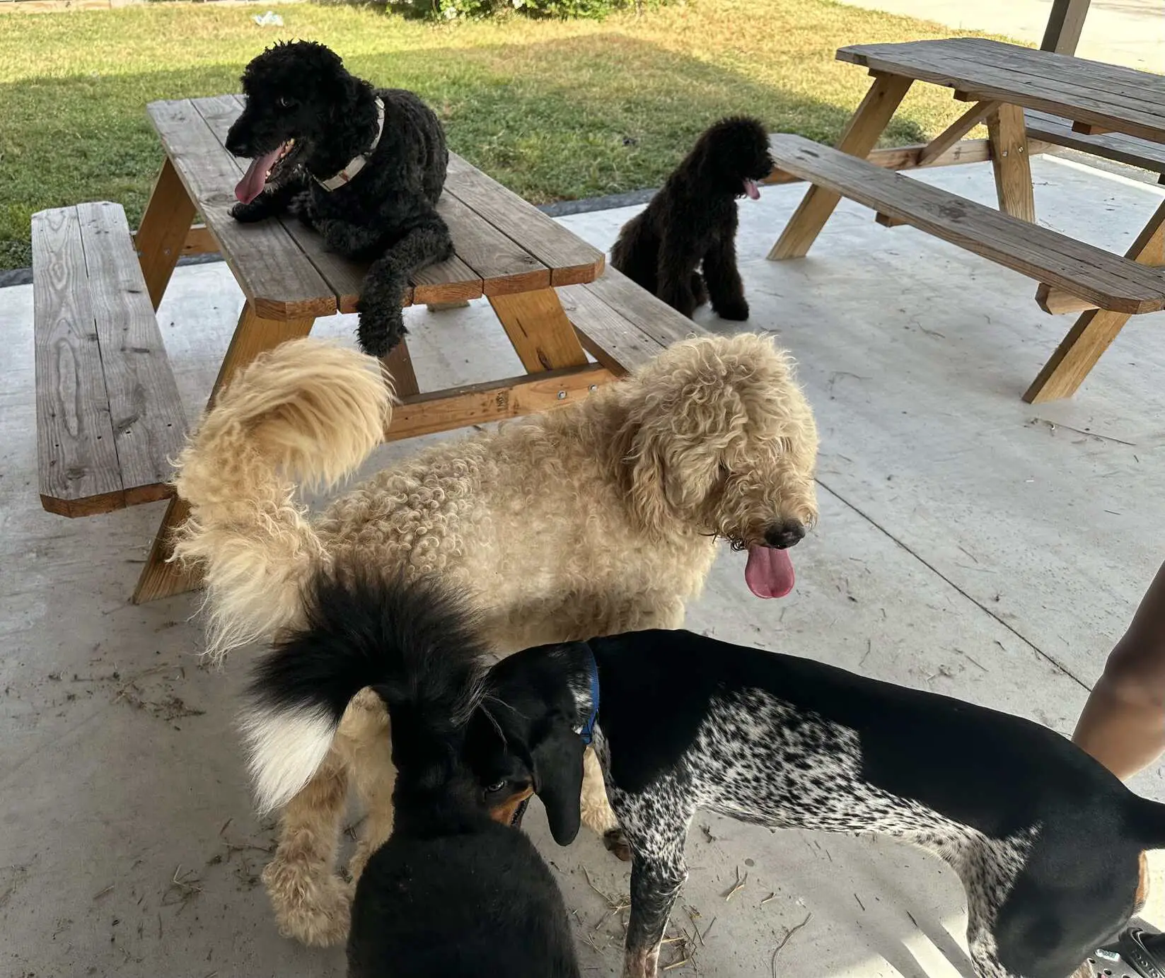 Happy dogs playing at Action Day