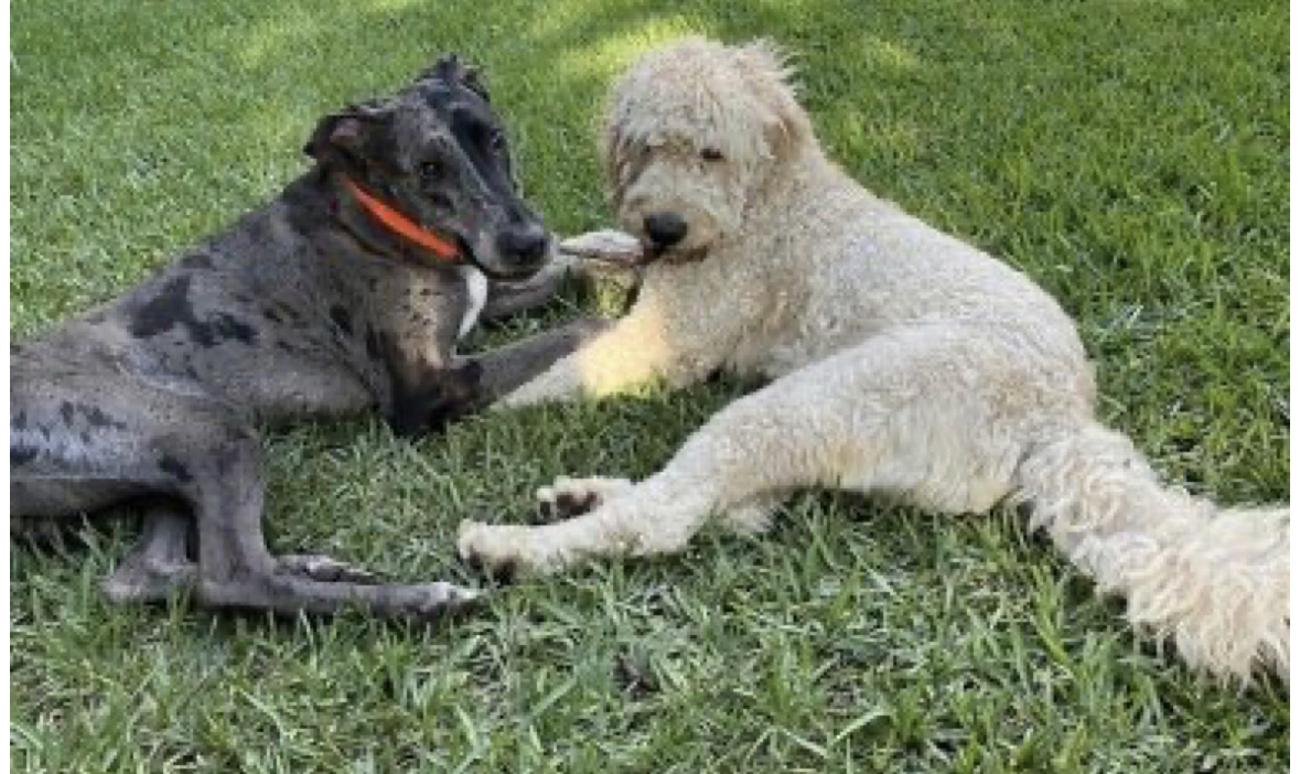 Dogs enjoying outdoor time